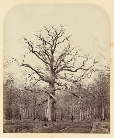 Königin Annes Eiche von James Sinclair